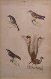 Основное изображение - Холмс, Дж. (художник); Лоури, Дж. Уилсон (1803-1879) (гравер) - Обыкновенная пищуха. Краснокрылый стенолаз. Обыкновенный поползень, или ямщик. Лирохвост великолепный. Из книги «Музей естественной истории. Птицы» У.С. Далласа